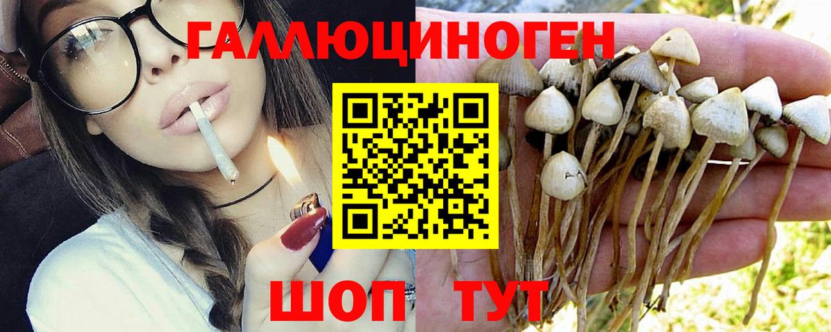Галлюциногенные грибы Psilocybe Куйбышев